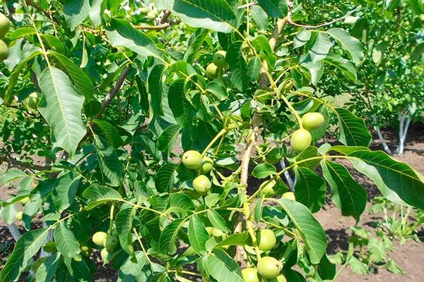 Грецкий орех Кочерженко дерево