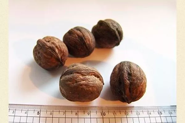 Грецкий орех Кочерженко орех очищенный