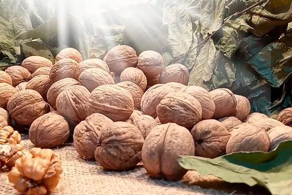 Грецкий орех Кочерженко орехи