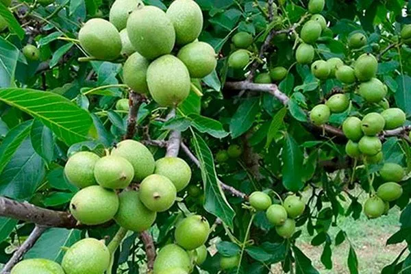 Грецкий орех Кочерженко плоды на дереве