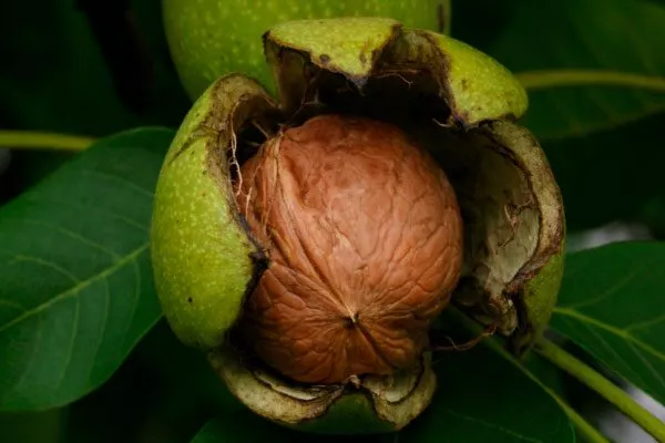 Грецкий орех Кочерженко плоды