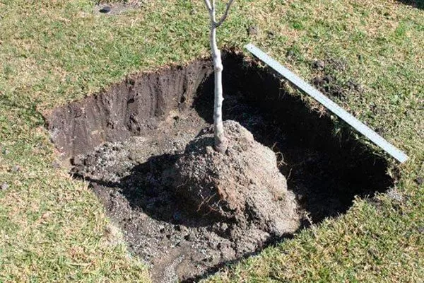 Грецкий орех Кочерженко посадка саженца