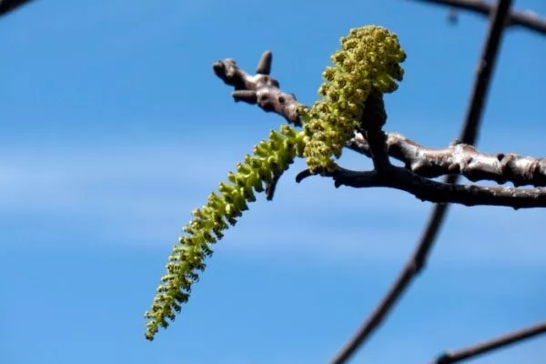 Грецкий орех Кочерженко цветение