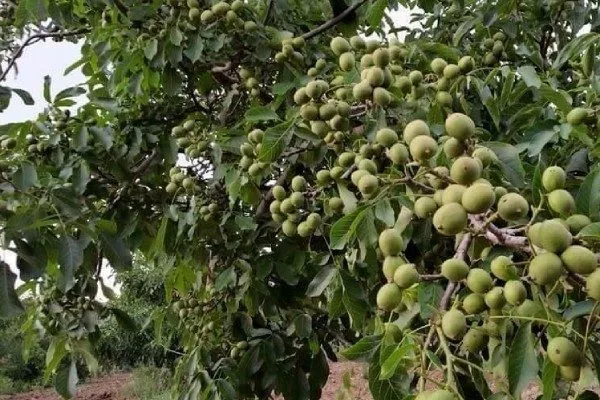 Грецкий орех сорт Десертный - описание дерева