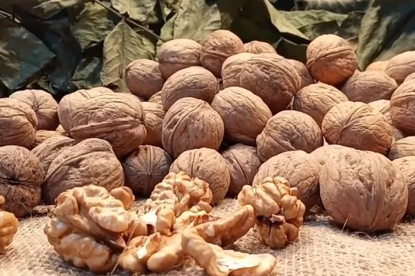 Грецкий орех сорт Десертный