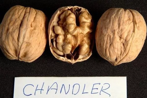 Грецкий орех сорта Чандлер