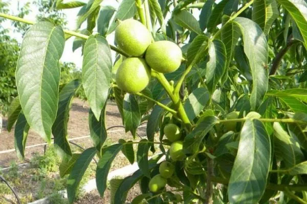 Грецкий орех сорта Чандлер: дерево