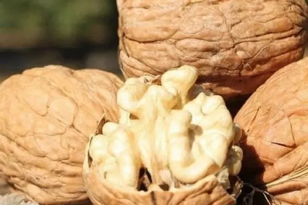 Грецкий орех сорта Чандлер: Особенности плодов