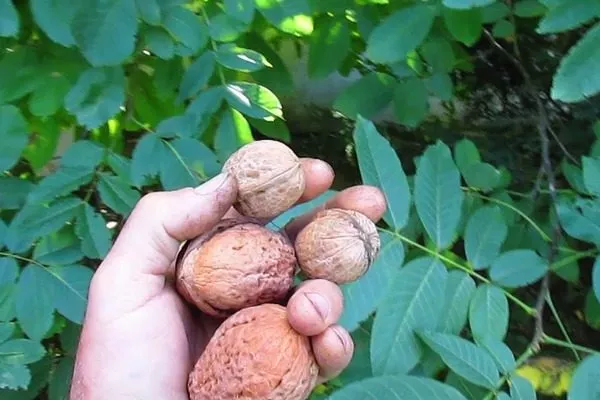 грецкий орех Великан