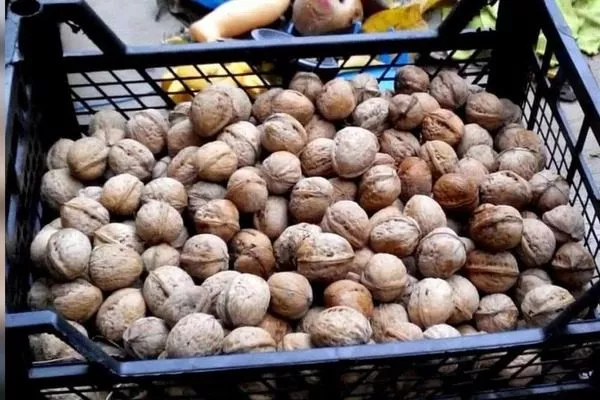 собранный урожай орехов Великан