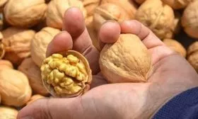 ядра грецкого ореха Великан