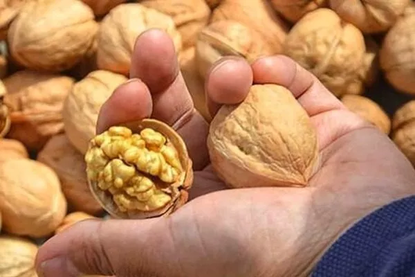 ядра грецкого ореха Великан