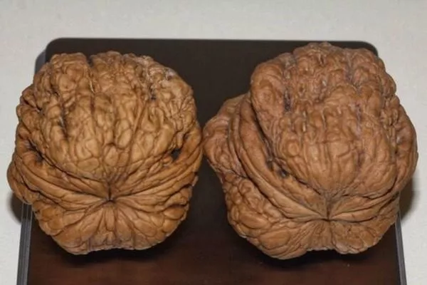 плоды Великана