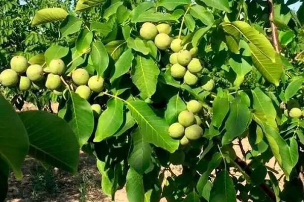 дерево сорта Великан