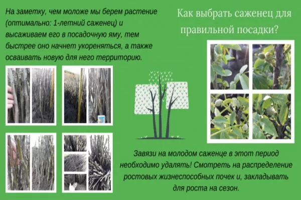 как выбрать саженец грецкого ореха Великан
