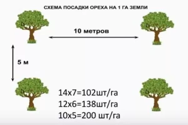 схема посадки грецкого ореха Великан