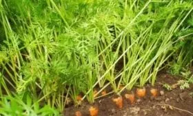 грядка моркови Каспий