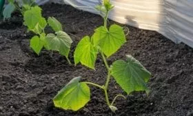 грядка огурцов Календарь