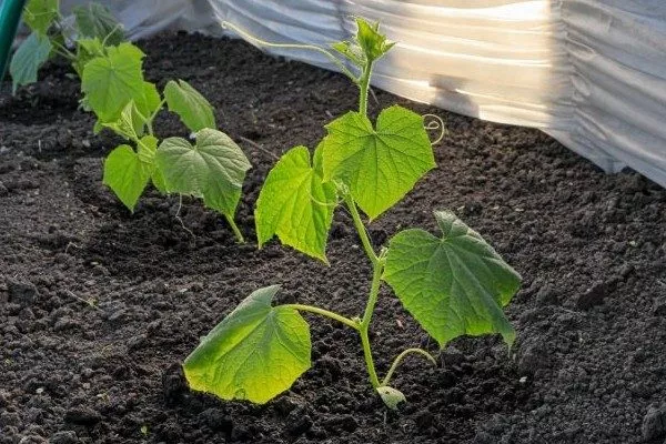 грядка огурцов Календарь