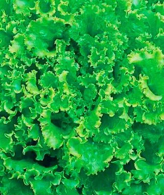 Характеристика внешнего вида