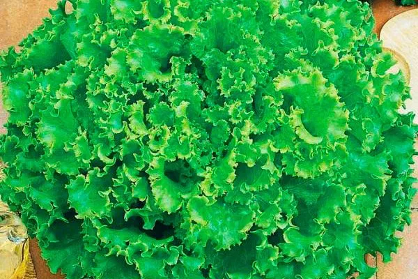 Характеристика внешнего вида