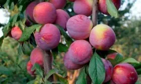 Характеристика внешнего вида дерева и плодов