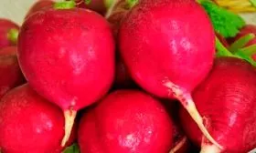 Характеристика внешнего вида растения и корнеплодов