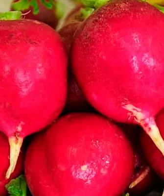 Русский размер