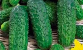 Представление о сорте