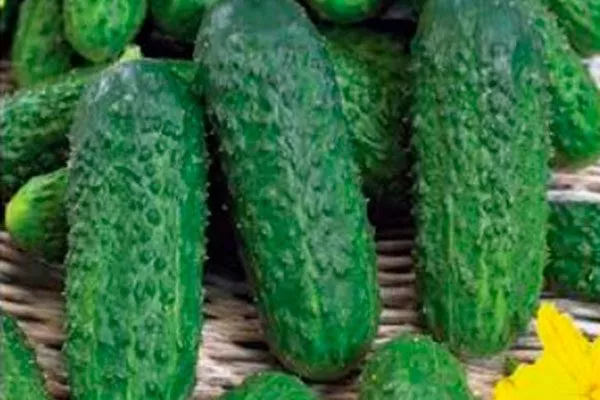 Представление о сорте