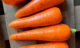 Характеристики моркови кордоба