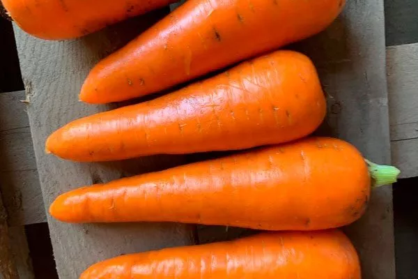 Характеристики моркови кордоба