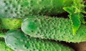 Характерные черты плодов