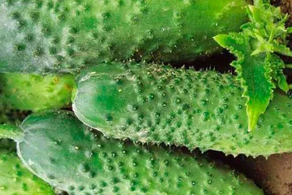 Характерные черты плодов