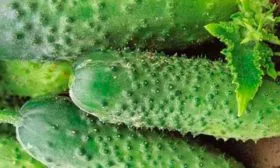 Характерные черты внешнего вида растения и плодов