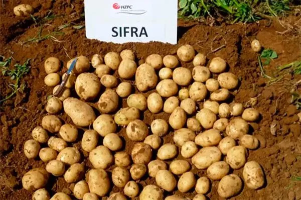 Срок созревания картошки Сифра
