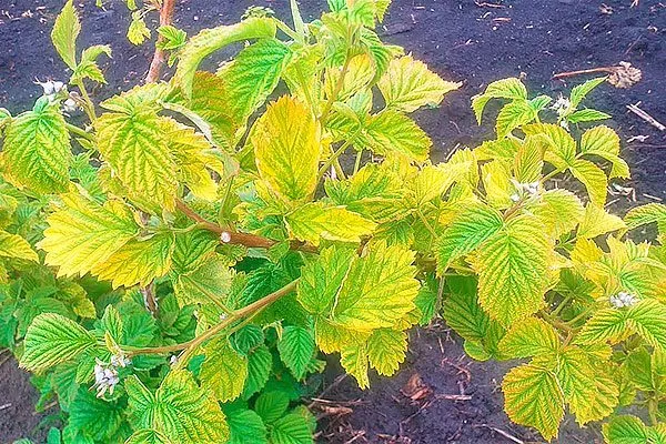 Хлороз Малина Маросейка