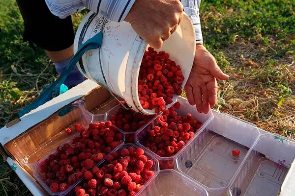 Хранение и уборка урожая Малина Маросейка