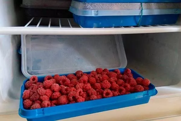 хранение малины Полана