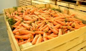 хранение моркови кордоба