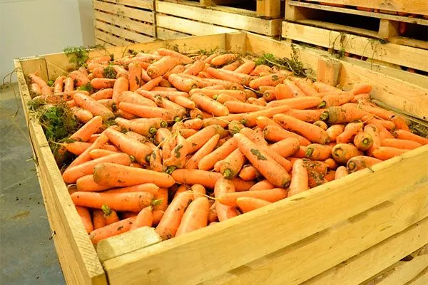 хранение моркови кордоба