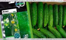 Представление о сорте