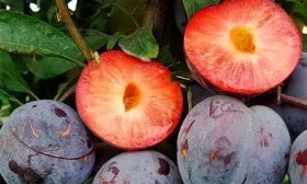 Полезные свойства