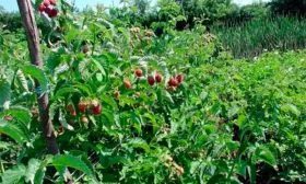 Внешние показатели куста и ягод, их вкус и предназначение