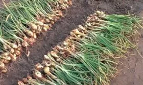 Сбор и хранение урожая