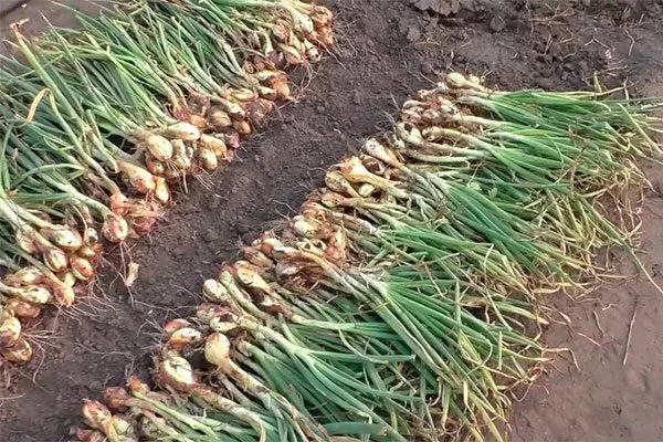 Сбор и хранение урожая