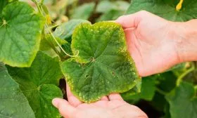 Заболевания и паразиты