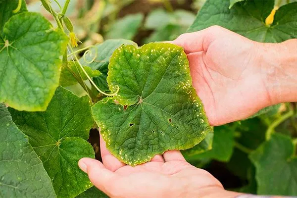 Заболевания и паразиты