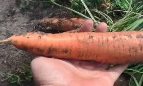 Лосиноостровская 13