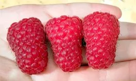 Урожайность